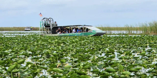 Miami Everglades Airboat Tour with Gator Encounter - Image 6