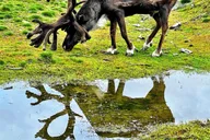 Anchorage Scenic Wildlife Center Tour thumbnail 1