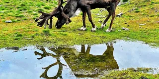 Anchorage Scenic Wildlife Center Tour