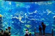 San Francisco California Academy of Sciences Entry Ticket thumbnail 4