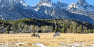 Bozeman Yellowstone and Grand Teton National Park Tour