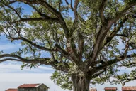 New Orleans Felicity Plantation Guided Tour 1.5 hr thumbnail 2