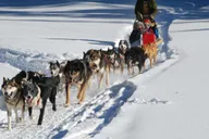 Jackson Hole Dogsledding Tour with Hot Chocolate thumbnail 4