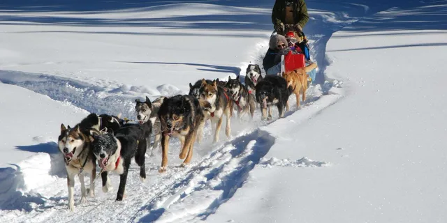 Jackson Hole Dogsledding Tour with Hot Chocolate - Image 4