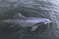 Savannah Dolphin Eco Tour thumbnail 2