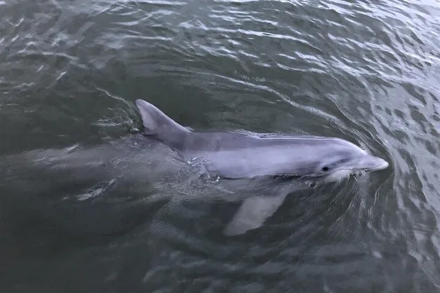 Savannah Dolphin Eco Tour - Image 2