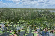 Miami Everglades Airboat Tour thumbnail 5