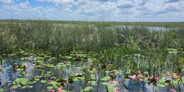 Miami Everglades Airboat Tour - Image 5