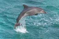 Waianae Dolphin Watch and Snorkel Sail with Lunch thumbnail 4