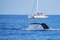 Waikoloa Whale Watching Cruise thumbnail 2