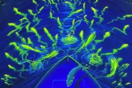 Cocoa Beach Bioluminescent Kayak Tour thumbnail 3