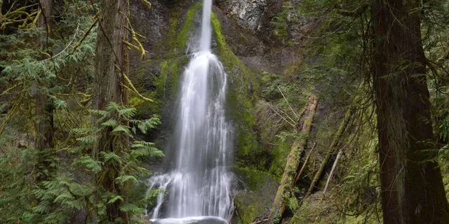 Port Angeles Olympic National Park Half-Day Tour - Image 4