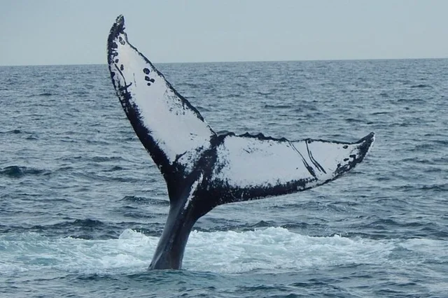 Gloucester Whale Watching Tour - Image 6
