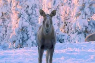 Anchorage Winter City Tour thumbnail 5
