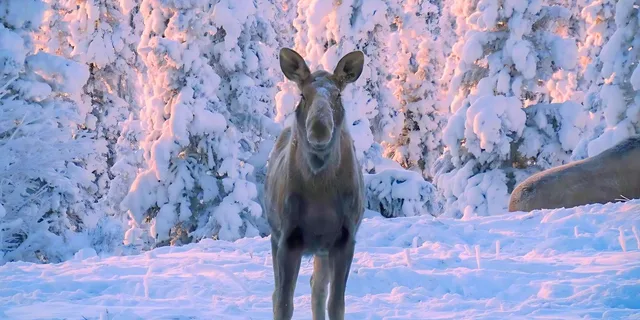 Anchorage Winter City Tour - Image 5