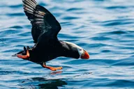 Sitka Whale Watching Tour with Naturalist thumbnail 5
