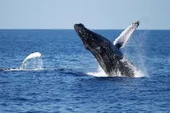 San Diego Whale and Dolphin Watching Experience thumbnail 4