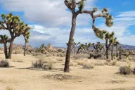 Los Angeles Joshua Tree National Park Private Tour thumbnail 5