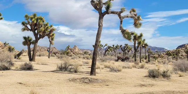 Los Angeles Joshua Tree National Park Private Tour - Image 5