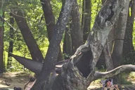 Panama City Beach Cypress Springs Kayak & Paddle Tour thumbnail 3
