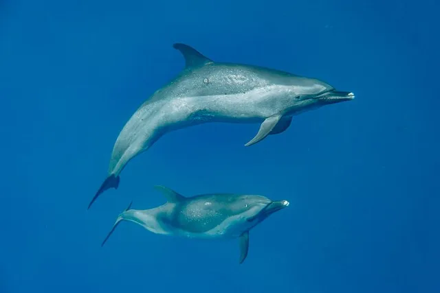 West Oahu Dolphin and Turtle Swim Tour - Image 3