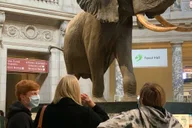 Washington DC Smithsonian Museum of Natural History Tour 2 hr thumbnail 5