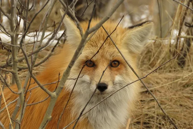 Jackson Hole Wildlife Safari - Image 6