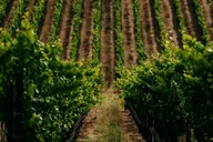 Sonoma Electric Bike Wine Tasting Tour thumbnail 6