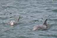 Destin Dolphin-Watching Speedboat Cruise thumbnail 2