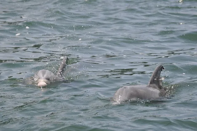 Destin Dolphin-Watching Speedboat Cruise - Image 2