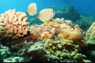 Maui Snorkel Tour to Coral Gardens 3.5 hr thumbnail 2
