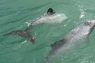 Orlando Clearwater Sea Screamer Day Trip thumbnail 3