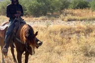 Tucson Horseback Ride in Catalina State Park thumbnail 2