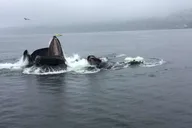 Ketchikan Wildlife and Whale Watching Tour thumbnail 2