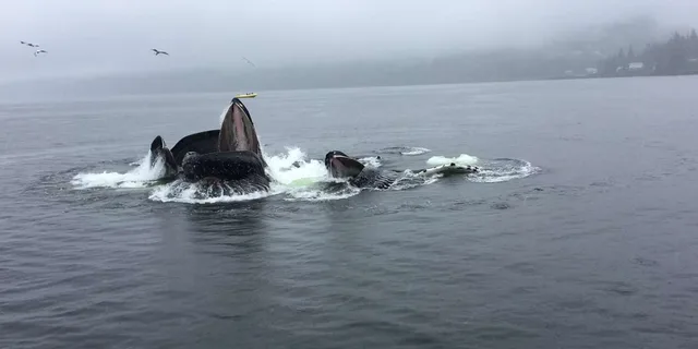 Ketchikan Wildlife and Whale Watching Tour - Image 2