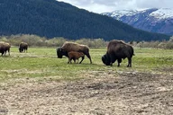 Anchorage Wildlife Tour at Alaska Conservation Center thumbnail 6