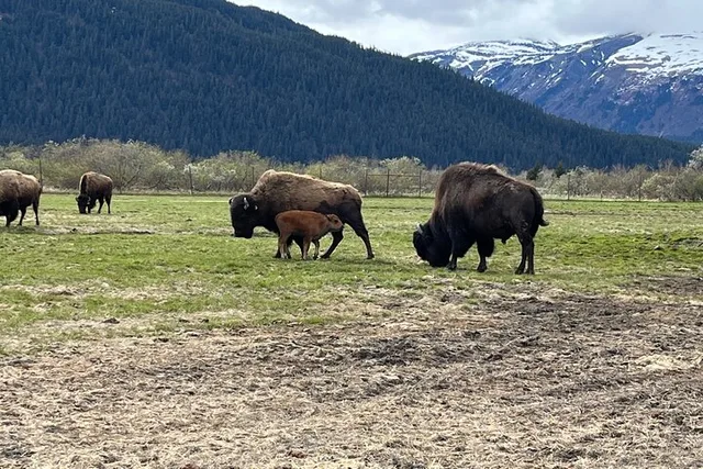 Anchorage Wildlife Tour at Alaska Conservation Center - Image 6