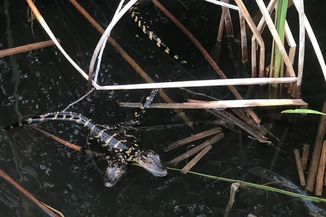 Miami Everglades Airboat Ride 90 Min - Image 5