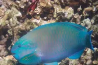 Kona Snorkel Tour with Sea Caves and History thumbnail 3