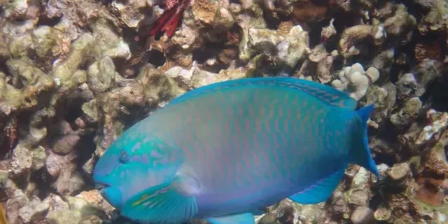 Kona Snorkel Tour with Sea Caves and History - Image 3