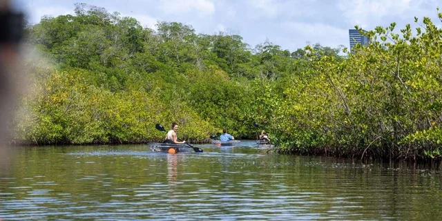 Miami Clear Kayak Eco Tour - Image 6