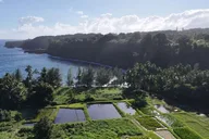 Maui Sea Turtle and Waterfalls Tour thumbnail 2
