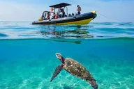 Waikiki Turtle Canyon Snorkel Tour thumbnail 1