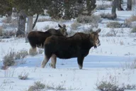 Jackson Hole Wildlife and Sleigh Ride Tour 8 hr thumbnail 5
