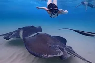 George Town Stingray City and Starfish Snorkeling Tour thumbnail 4