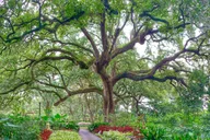 New Orleans Houmas House Plantation Tour thumbnail 5