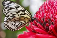 Houston Museum of Natural Science and Cockrell Butterfly Center thumbnail 1