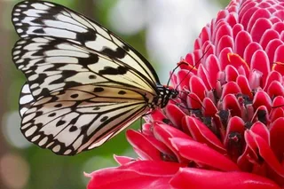 Houston Museum of Natural Science and Cockrell Butterfly Center