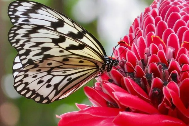 Houston Museum of Natural Science and Cockrell Butterfly Center - Image 1