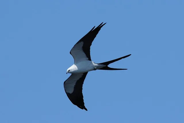 Marco Island Dolphin, Birding, and Shelling Tour 2 hr - Image 3